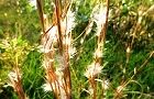 111018-meriken.jpg(7055 byte)