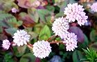111028-himeturu2.jpg(6066 byte)
