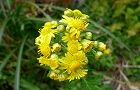 111102-awakogana.jpg(5372 byte)