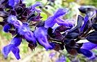111102-rabenda.jpg(6804 byte)