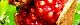 111102-zakuro-s.jpg(1766 byte)
