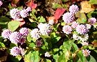 111104-himeturu.jpg(8078 byte)