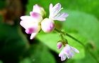 111104-mizosoba.jpg(3858 byte)
