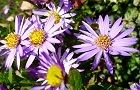 111104-sion2.jpg(7641 byte)