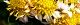 111110-hanaiso-s.jpg(1775 byte)