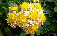 111110-hanaiso.jpg(9661 byte)