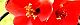 111112-kusaboke-s.jpg(1584 byte)