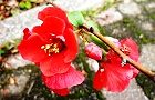 111112-kusaboke3.jpg(6311 byte)