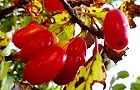 111112-sansyu3.jpg(6706 byte)