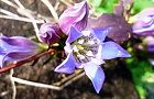 111120-rindou3.jpg(6129 byte)