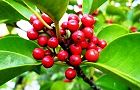 111122-kurogane2.jpg(6301 byte)