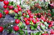 111109-benisidan.jpg(10428 byte)