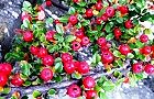 111109-benisidan2.jpg(8872 byte)