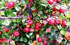 111109-benisidan3.jpg(8353 byte)