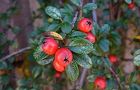 111125-benisidan.jpg(4799 byte)