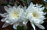 111125-kiku.jpg(8859 byte)