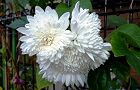 111125-kiku2.jpg(5544 byte)