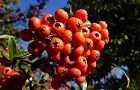 111125-tokiwasan2.jpg(6363 byte)