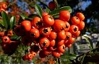 111125-tokiwasan3.jpg(6349 byte)