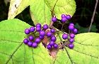111127-yabumurasaki2.jpg(5810 byte)