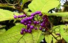 111127-yabumurasaki3.jpg(6370 byte)