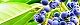 111127-yuzuriha-s.jpg(1842 byte)