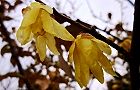 111226-roubai.jpg(6159 byte)