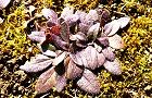 120110-rozetto.jpg(9154 byte)
