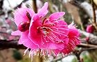 120306-koubai.jpg(6008 byte)