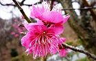 120306-koubai2.jpg(5713 byte)