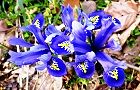 120315-ayama2.jpg(8339 byte)