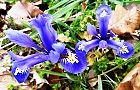 120315-ayama3.jpg(8318 byte)