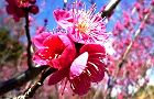 120315-koubai.jpg(6690 byte)