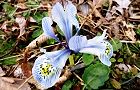 120315-siro-ayama.jpg(7905 byte)