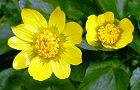 120322-himetuwa.jpg(5280 byte)