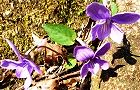 120328-kosumire.jpg(8549 byte)