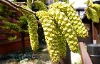 120328-oobayasya.jpg(6717 byte)