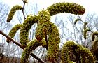 120328-oobayasya2.jpg(7011 byte)