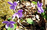 120329-kosumire.jpg(12740 byte)