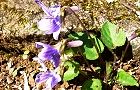 120329-kosumire2.jpg(8386 byte)