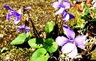 120329-kosumire3.jpg(8637 byte)