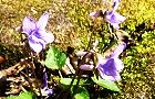 120329-kosumire4.jpg(8518 byte)