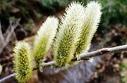 120330-nekoyanagi.jpg(8342 byte)