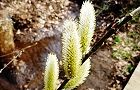 120330-nekoyanagi3.jpg(6960 byte)