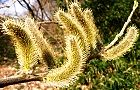 120330-nekoyanagi4.jpg(7691 byte)
