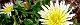 120403-sirotanpopo-s.jpg(1876 byte)