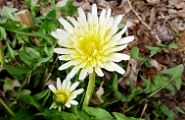 120403-sirotanpopo.jpg(9169 byte)