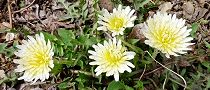 120403-sirotanpopo2.jpg(10916 byte)