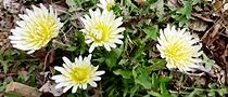 120403-sirotanpopo3.jpg(10593 byte)