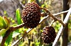 120407-oobayasya.jpg(6823 byte)